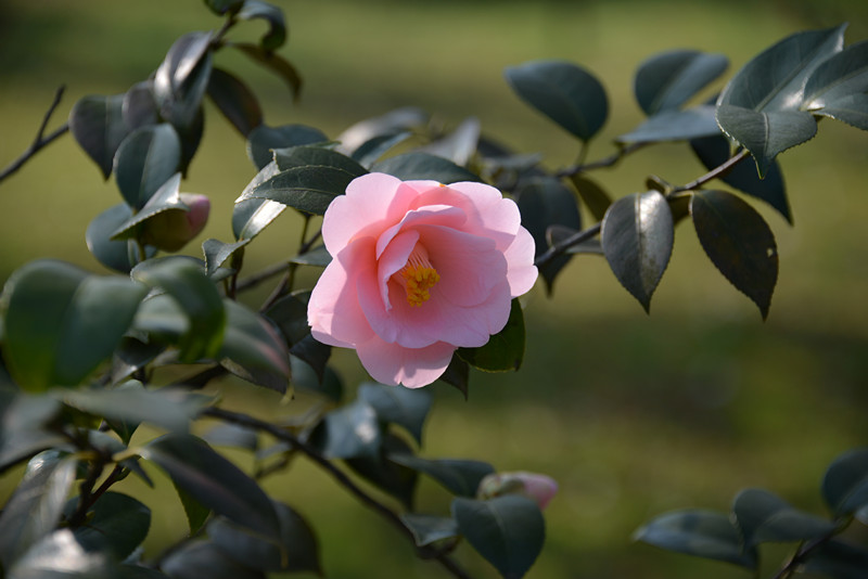 山茶花 摄影 恍若月光