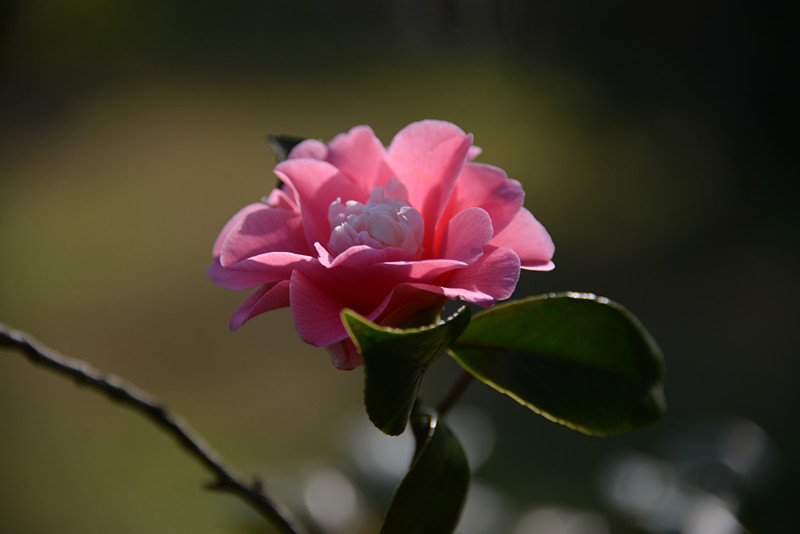 红山茶花 摄影 恍若月光