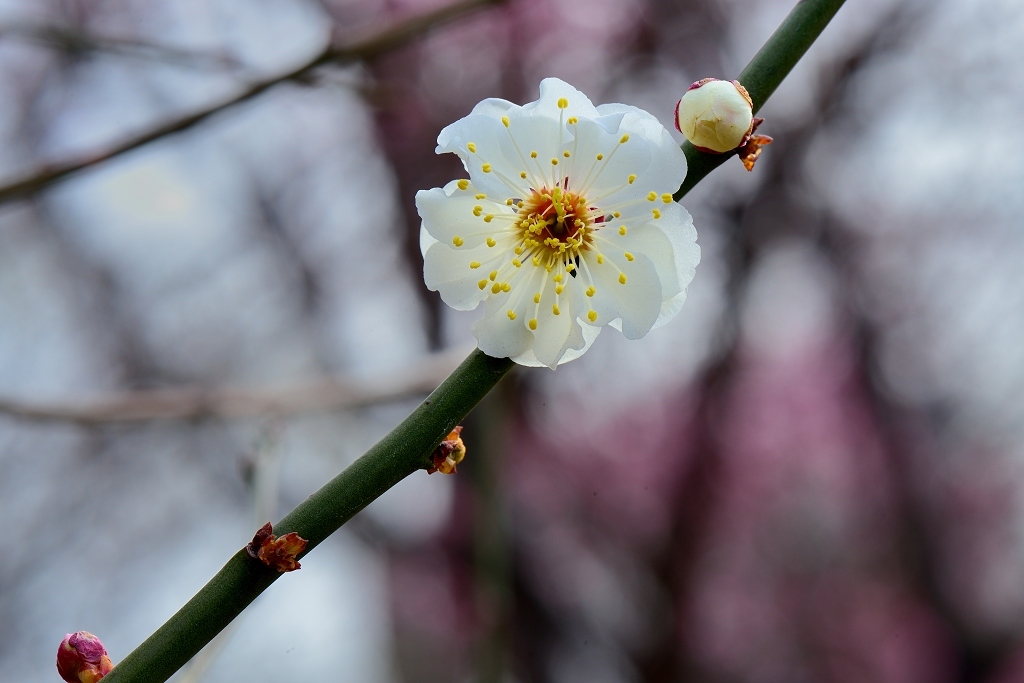 白梅花 摄影 相逢是歌