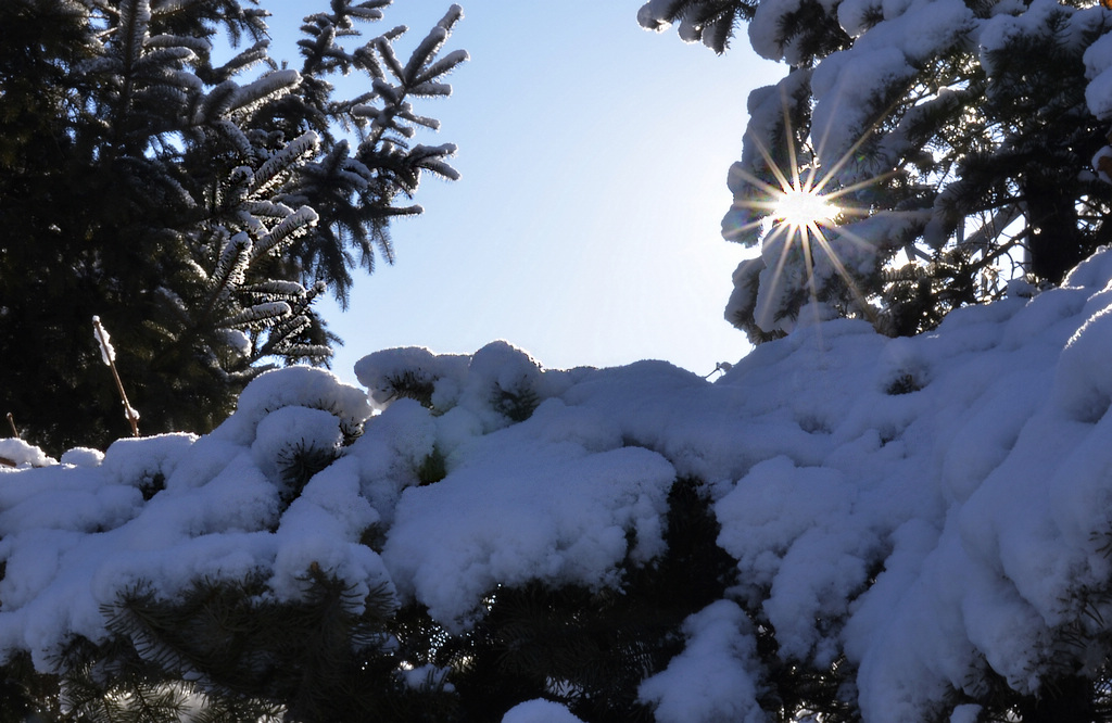 三月雪...... 摄影 魡蓊