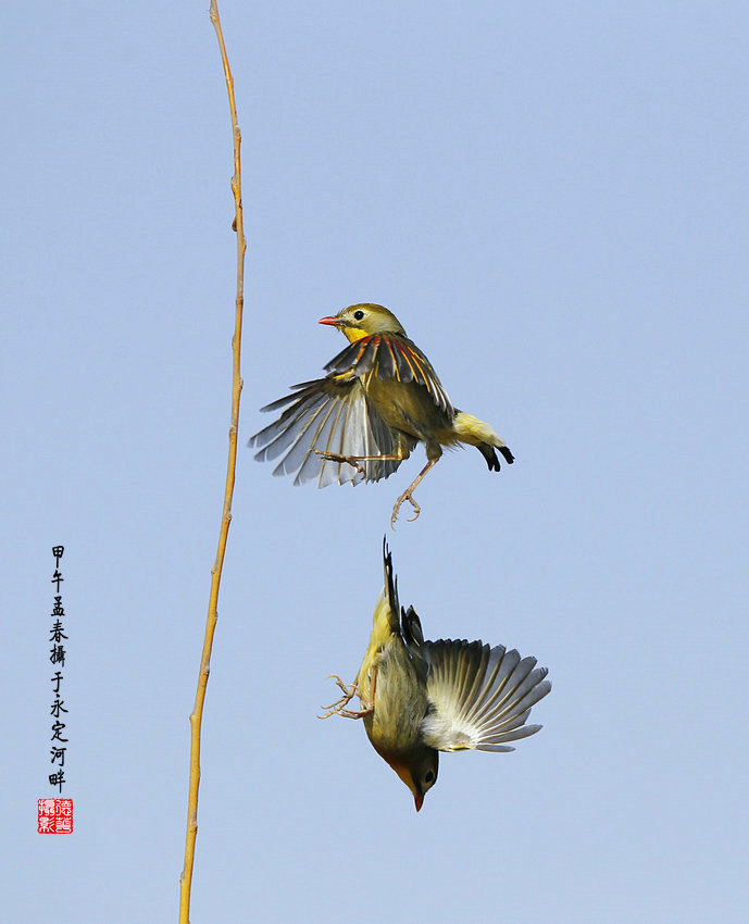 红嘴相思雀 摄影 德华203