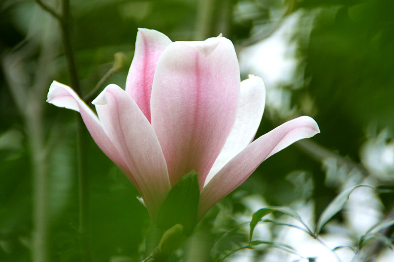 雾里看花~玉兰5 摄影 暮秋琳子