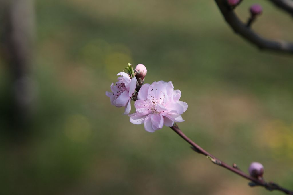 花之一 摄影 我欢喜