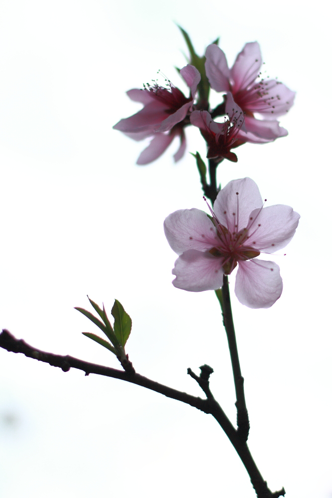 春暖花开3 摄影 一片翎