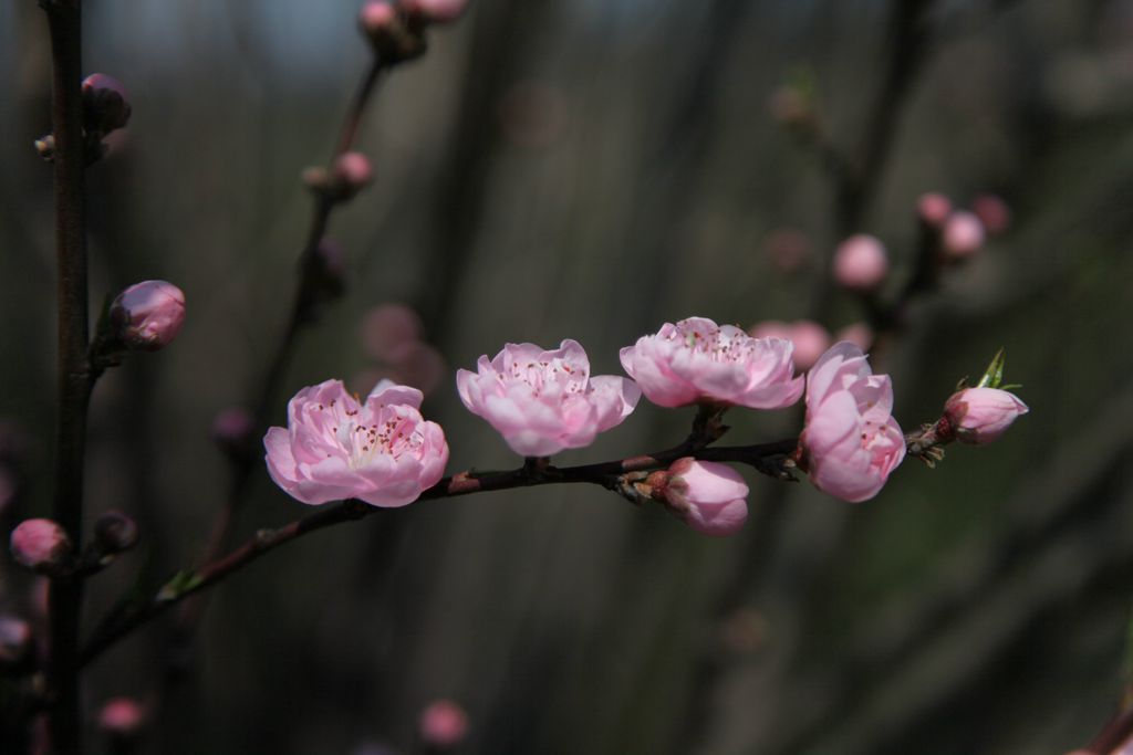 花之三 摄影 我欢喜