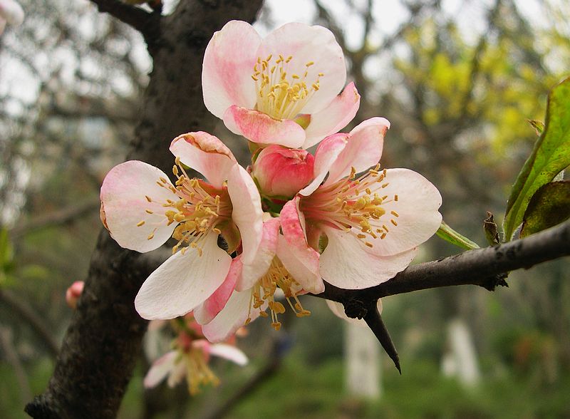 春暖花开 摄影 西风胡杨