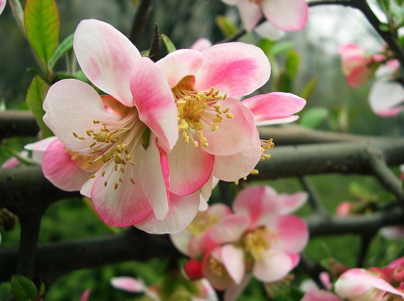 春暖花开 摄影 西风胡杨