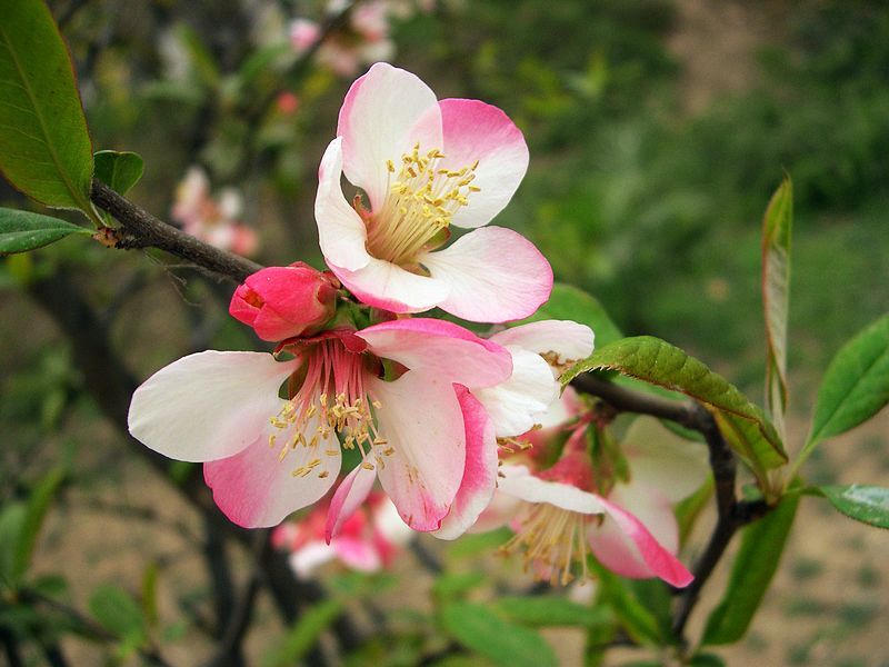 春暖花开 摄影 西风胡杨