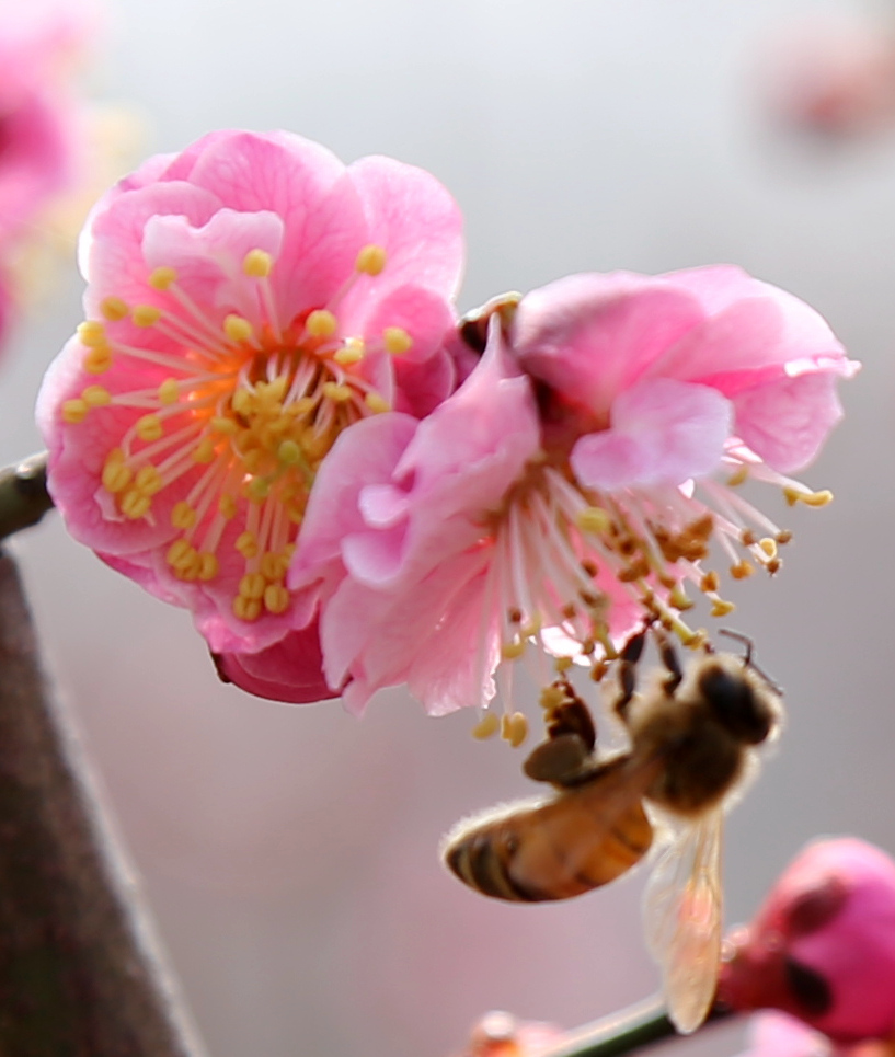 甜蜜蜜 摄影 夜雨逸风