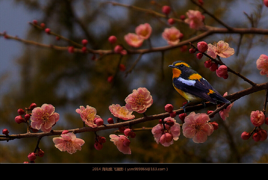 梅花小鸟 摄影 海阳鱼飞