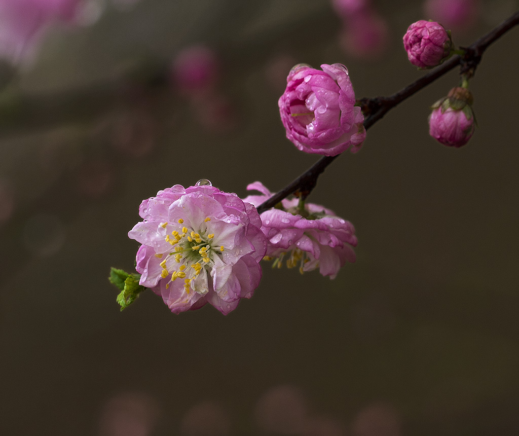 春暖花开 摄影 箭飞