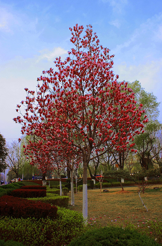 花开半看，酒醉微醺 摄影 liphoto