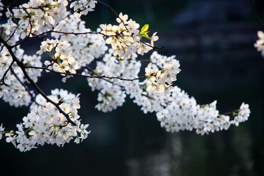 樱花 摄影 珠湖山