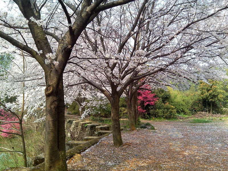 樱花三月 摄影 珠湖山