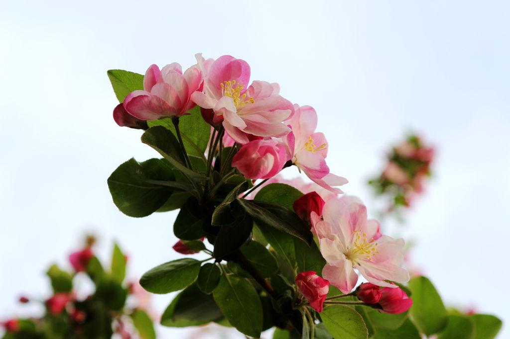 春暖花开。。。海棠花 摄影 香荷露角