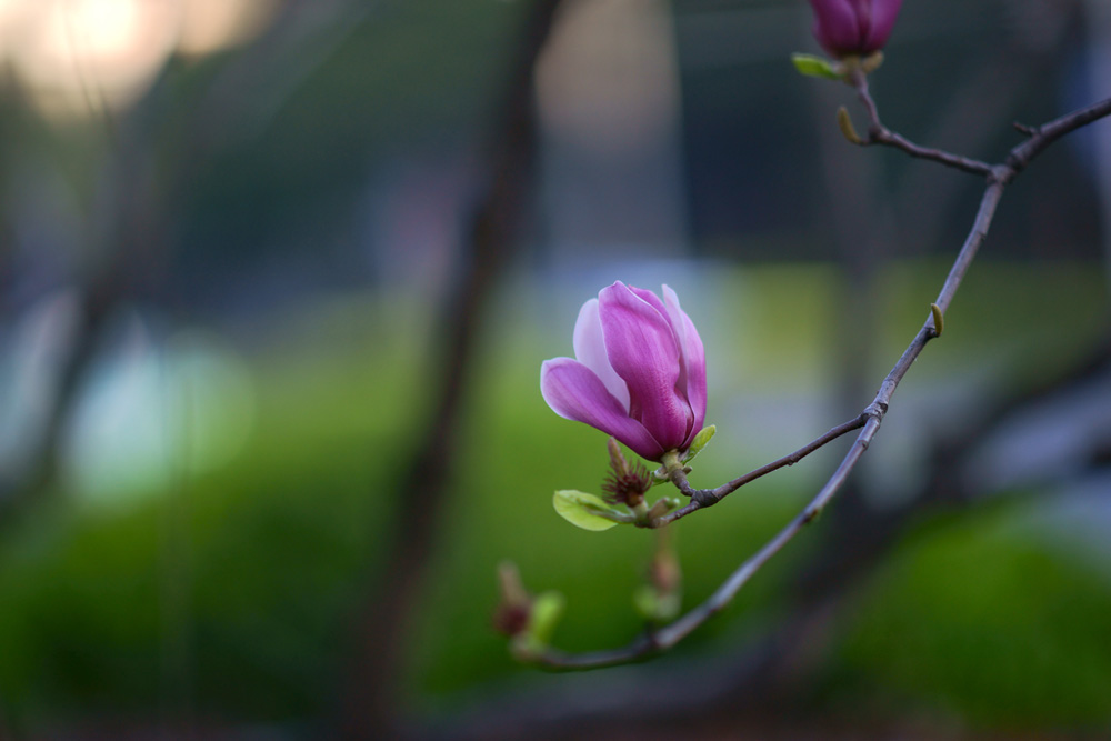 玉兰花 摄影 中逸轩