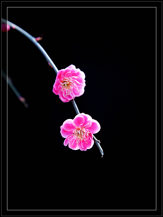 红梅 摄影 夜雨逸风