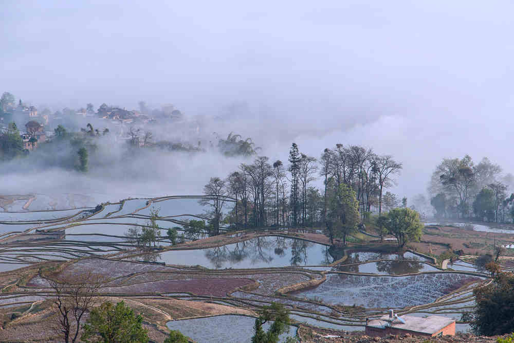 在云端 摄影 hg大树