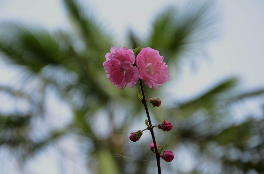 红花绿叶 摄影 英豪再闲