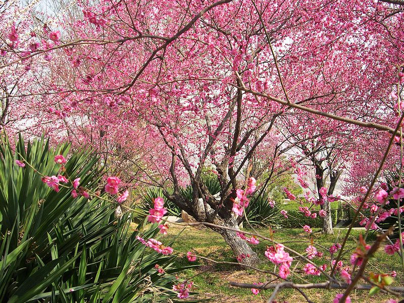 春花烂漫 摄影 西风胡杨