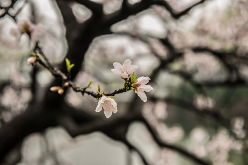 桃花梦 摄影 二泉印月