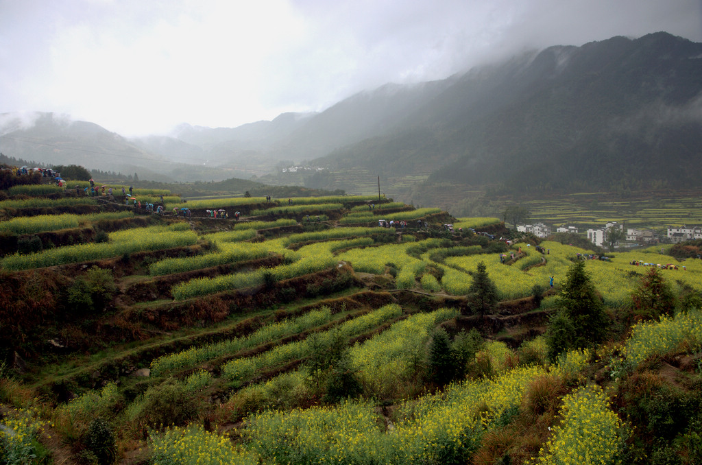 雨露江岭 摄影 吴越槐香