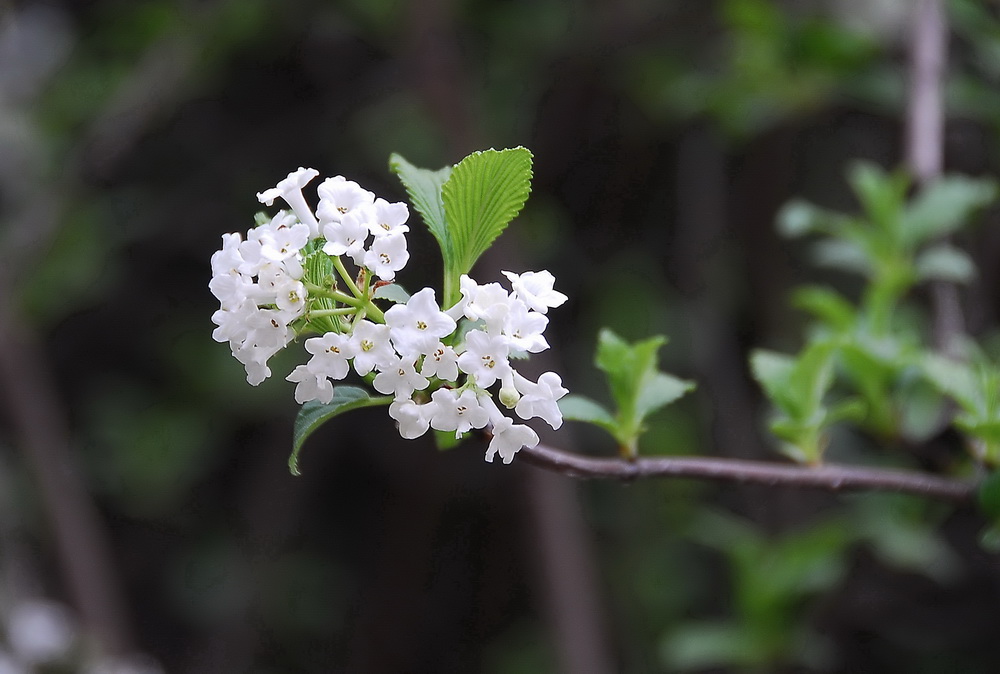 春花 摄影 tielong