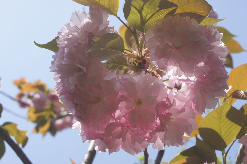 花团锦簇 摄影 老瞿