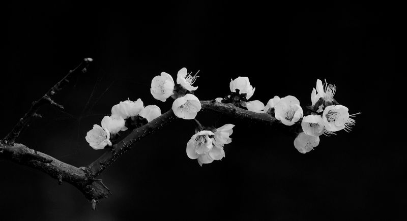 清明献花 摄影 腊梅子