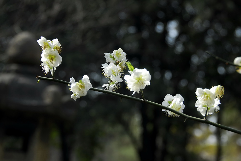 一枝樱花 摄影 tielong