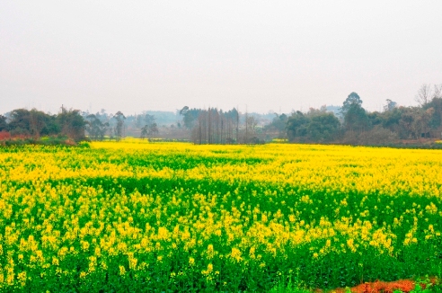 油菜花 摄影 jiao007009