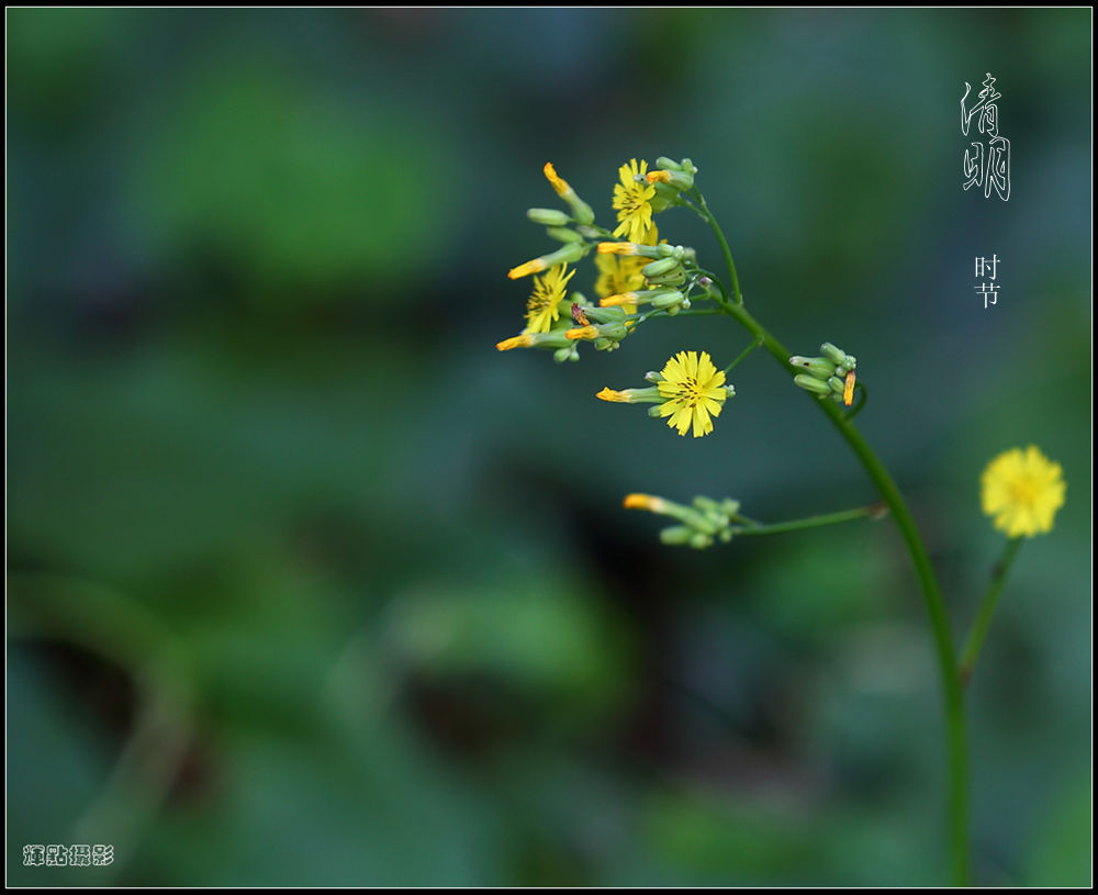 春花1 摄影 辉点