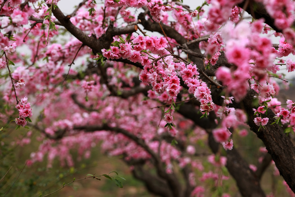 桃花 摄影 风雨廊桥