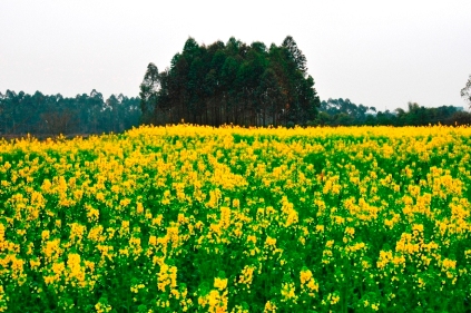 油菜花 摄影 jiao007009