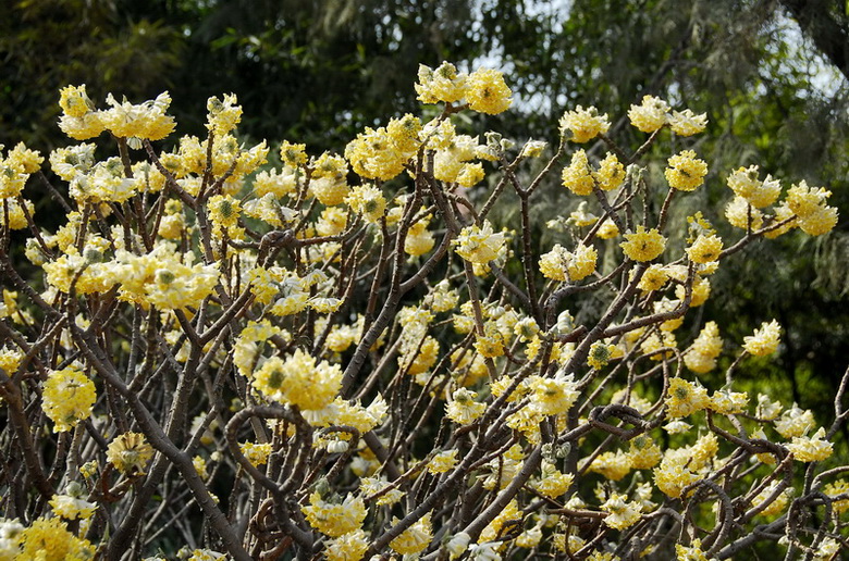 结香花开 摄影 tielong