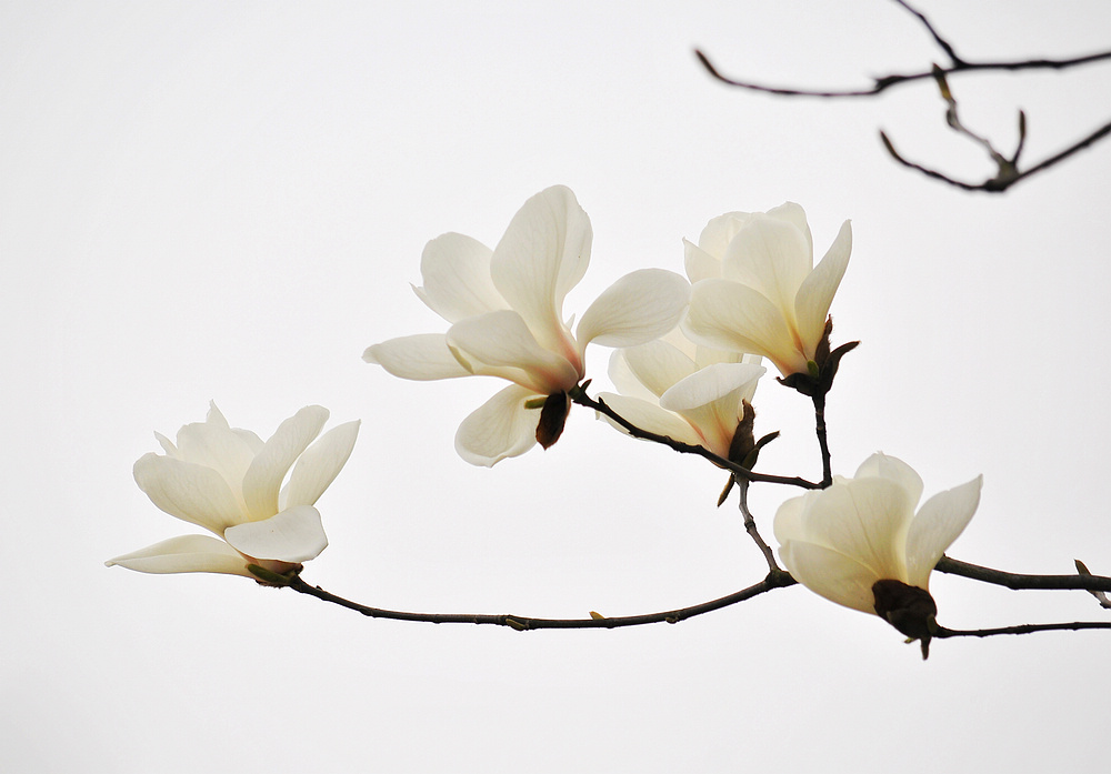 花枝俏 摄影 东北宝