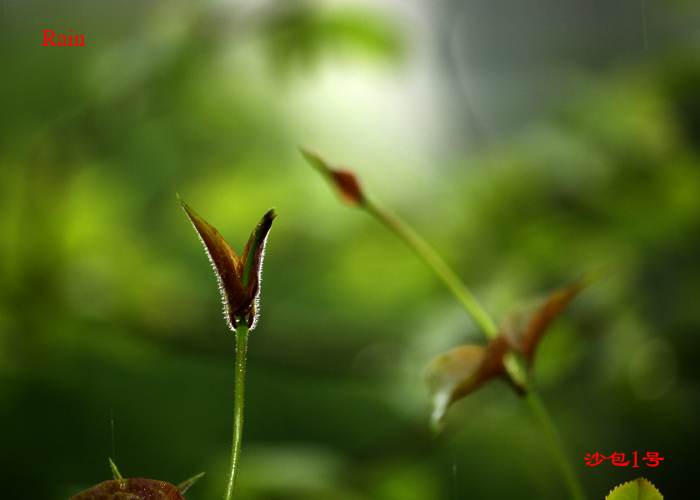 清明.雨 摄影 沙包1号