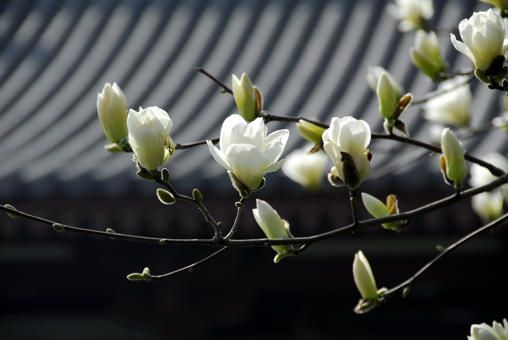 屋沿上的兰花 摄影 tielong