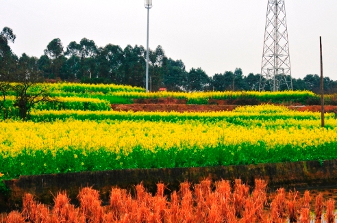 油菜花 摄影 jiao007009