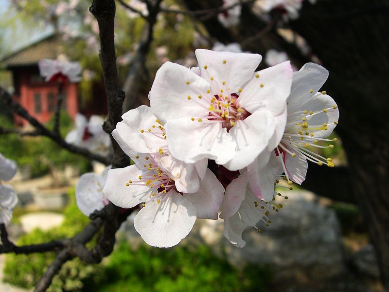 唐苑桃花开 摄影 西风胡杨