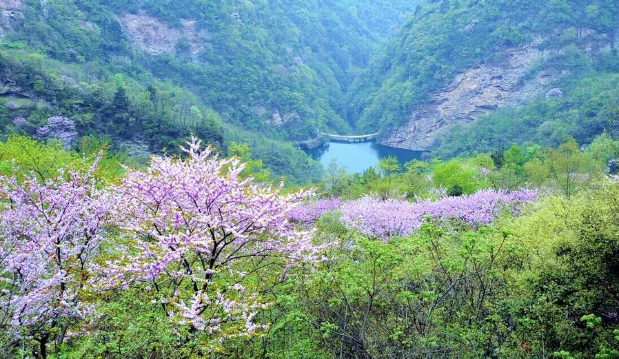 春染武当山 摄影 龙行雨