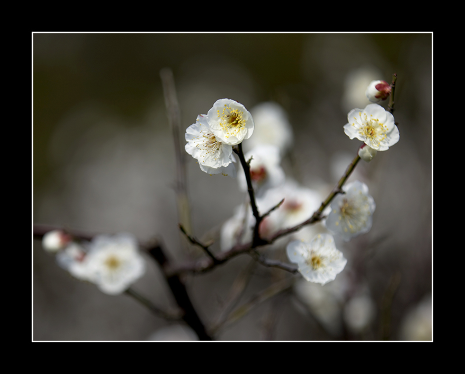 梅花 摄影 安钢