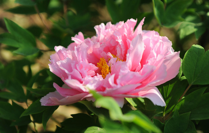 牡丹 摄影 芷菡