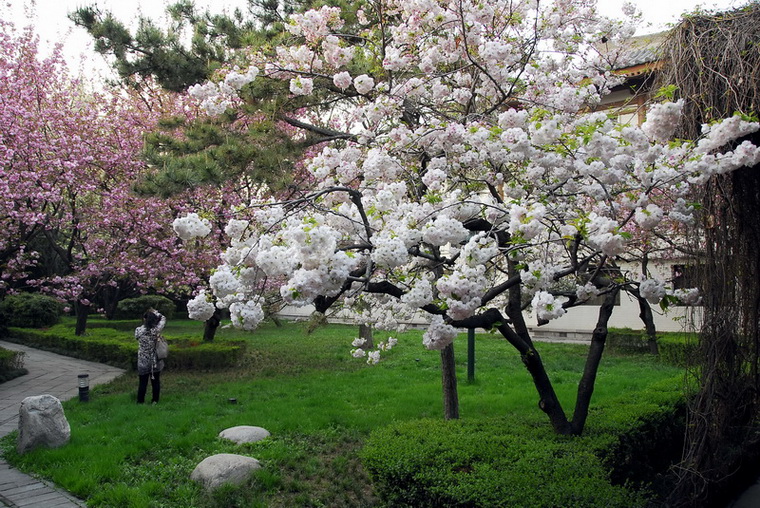 赏花 摄影 tielong