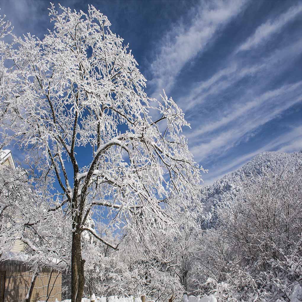 黄山雪霁 摄影 南美钓客