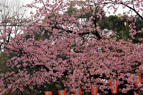 上野公园的樱花.1 摄影 离岸孤帆