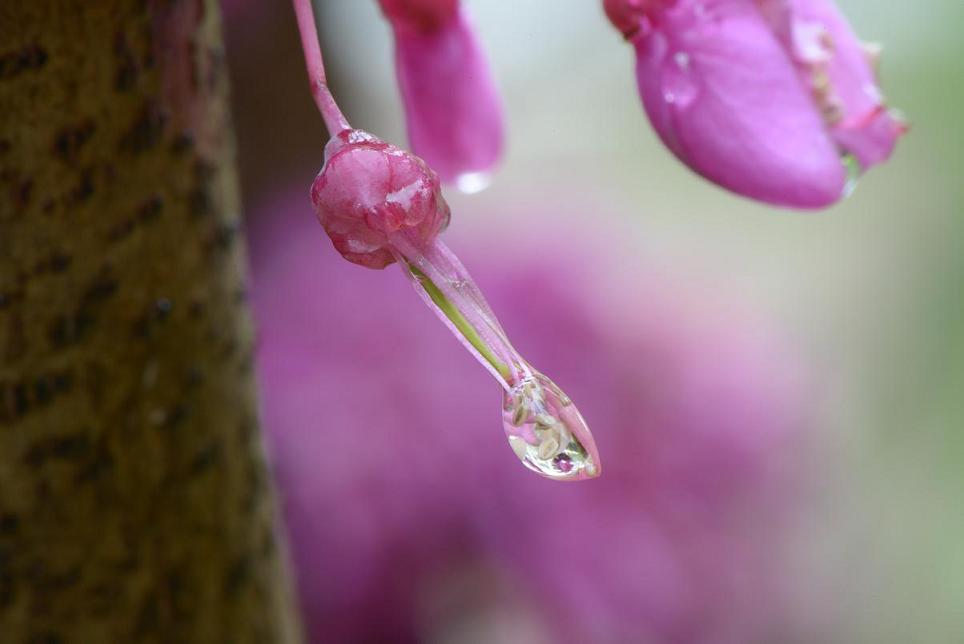 雨花 摄影 Geenfor