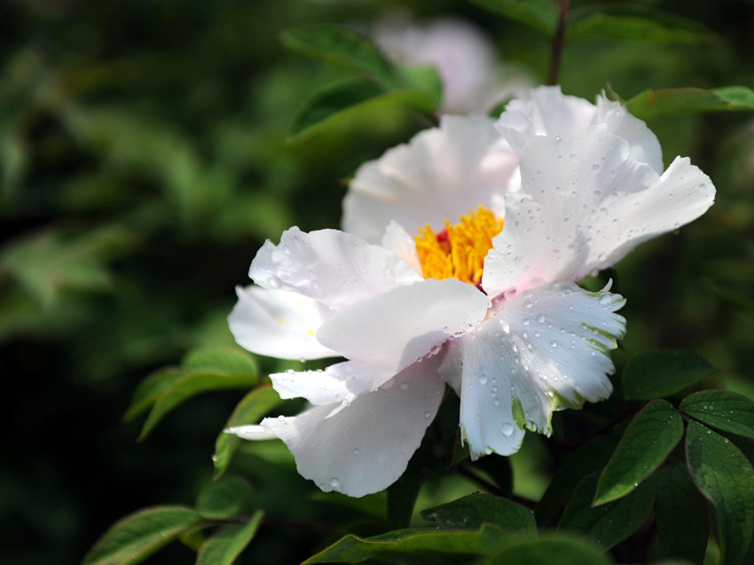 牡丹 摄影 芷菡