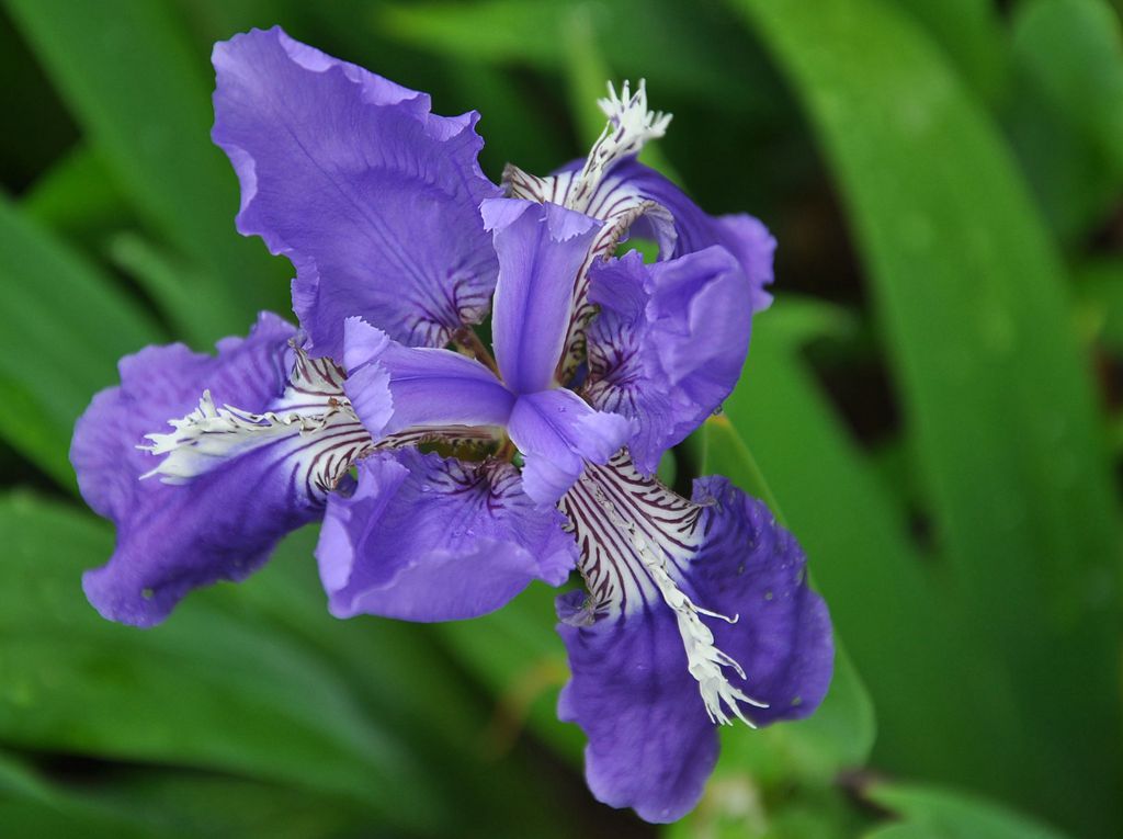 花1 摄影 远山AA