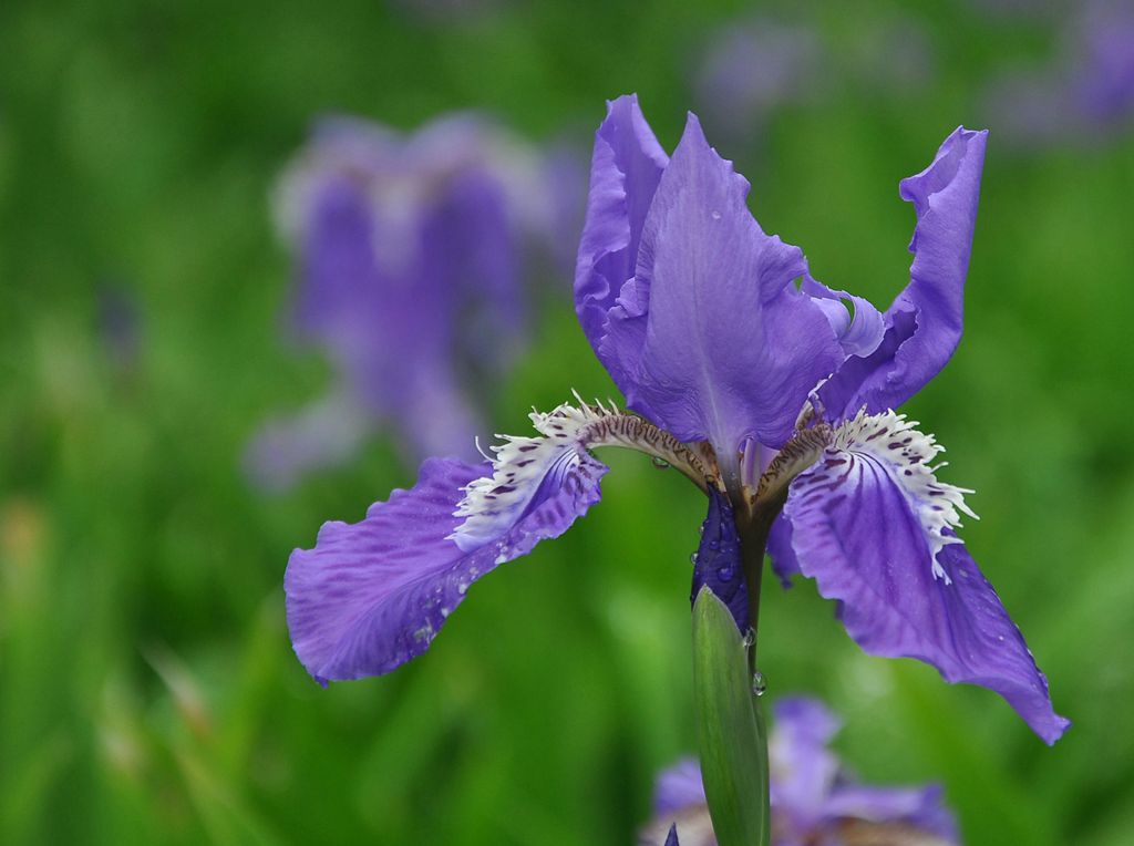 花1 摄影 远山AA